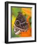 Blue Morpho Resting on an Orange Asiatic Lily-Darrell Gulin-Framed Photographic Print