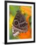 Blue Morpho Resting on an Orange Asiatic Lily-Darrell Gulin-Framed Photographic Print