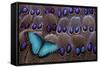 Blue Morpho Resting on Tail Feather Design of the Grey's Peacock Pheasant-Darrell Gulin-Framed Stretched Canvas