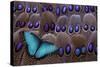 Blue Morpho Resting on Tail Feather Design of the Grey's Peacock Pheasant-Darrell Gulin-Stretched Canvas