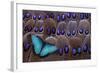 Blue Morpho Resting on Tail Feather Design of the Grey's Peacock Pheasant-Darrell Gulin-Framed Photographic Print