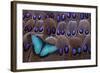 Blue Morpho Resting on Tail Feather Design of the Grey's Peacock Pheasant-Darrell Gulin-Framed Photographic Print