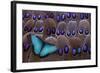 Blue Morpho Resting on Tail Feather Design of the Grey's Peacock Pheasant-Darrell Gulin-Framed Photographic Print