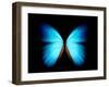 BLUE MORPHO-ethylalkohol-Framed Photographic Print