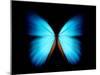 BLUE MORPHO-ethylalkohol-Mounted Photographic Print