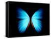 BLUE MORPHO-ethylalkohol-Framed Stretched Canvas