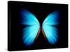 BLUE MORPHO-ethylalkohol-Stretched Canvas