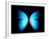 BLUE MORPHO-ethylalkohol-Framed Photographic Print