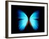 BLUE MORPHO-ethylalkohol-Framed Photographic Print