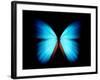 BLUE MORPHO-ethylalkohol-Framed Photographic Print