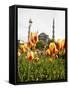 Blue Mosque, Istanbul, Turkey, Europe-Levy Yadid-Framed Stretched Canvas