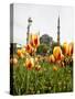 Blue Mosque, Istanbul, Turkey, Europe-Levy Yadid-Stretched Canvas