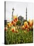 Blue Mosque, Istanbul, Turkey, Europe-Levy Yadid-Stretched Canvas