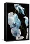 Blue Moth Orchids II-Alan Hausenflock-Framed Stretched Canvas