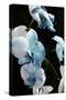 Blue Moth Orchids II-Alan Hausenflock-Stretched Canvas