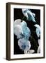 Blue Moth Orchids II-Alan Hausenflock-Framed Photographic Print