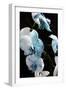 Blue Moth Orchids II-Alan Hausenflock-Framed Photographic Print