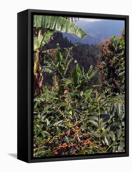 Blue Mountain Coffee Beans, Lime Tree Coffee Plantation, Blue Mountains, Jamaica, West Indies-Ethel Davies-Framed Stretched Canvas