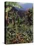 Blue Mountain Coffee Beans, Lime Tree Coffee Plantation, Blue Mountains, Jamaica, West Indies-Ethel Davies-Stretched Canvas