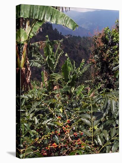 Blue Mountain Coffee Beans, Lime Tree Coffee Plantation, Blue Mountains, Jamaica, West Indies-Ethel Davies-Stretched Canvas