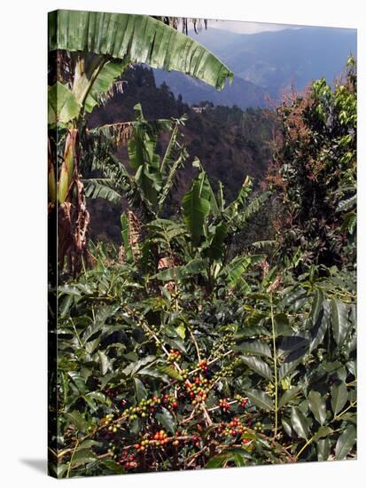 Blue Mountain Coffee Beans, Lime Tree Coffee Plantation, Blue Mountains, Jamaica, West Indies-Ethel Davies-Stretched Canvas