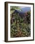 Blue Mountain Coffee Beans, Lime Tree Coffee Plantation, Blue Mountains, Jamaica, West Indies-Ethel Davies-Framed Photographic Print