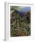 Blue Mountain Coffee Beans, Lime Tree Coffee Plantation, Blue Mountains, Jamaica, West Indies-Ethel Davies-Framed Photographic Print