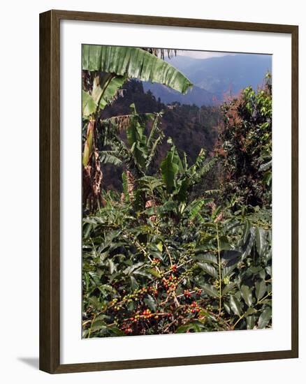 Blue Mountain Coffee Beans, Lime Tree Coffee Plantation, Blue Mountains, Jamaica, West Indies-Ethel Davies-Framed Photographic Print