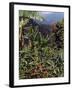 Blue Mountain Coffee Beans, Lime Tree Coffee Plantation, Blue Mountains, Jamaica, West Indies-Ethel Davies-Framed Photographic Print