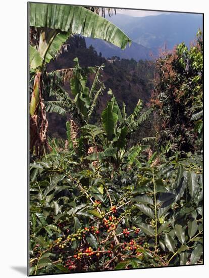 Blue Mountain Coffee Beans, Lime Tree Coffee Plantation, Blue Mountains, Jamaica, West Indies-Ethel Davies-Mounted Photographic Print