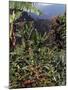 Blue Mountain Coffee Beans, Lime Tree Coffee Plantation, Blue Mountains, Jamaica, West Indies-Ethel Davies-Mounted Photographic Print