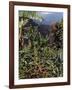 Blue Mountain Coffee Beans, Lime Tree Coffee Plantation, Blue Mountains, Jamaica, West Indies-Ethel Davies-Framed Photographic Print