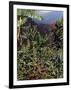 Blue Mountain Coffee Beans, Lime Tree Coffee Plantation, Blue Mountains, Jamaica, West Indies-Ethel Davies-Framed Photographic Print