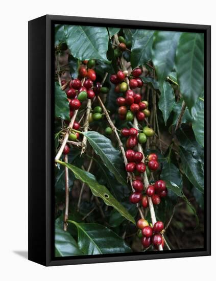 Blue Mountain Coffee Beans, Lime Tree Coffee Plantation, Blue Mountains, Jamaica, West Indies-Ethel Davies-Framed Stretched Canvas