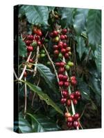 Blue Mountain Coffee Beans, Lime Tree Coffee Plantation, Blue Mountains, Jamaica, West Indies-Ethel Davies-Stretched Canvas