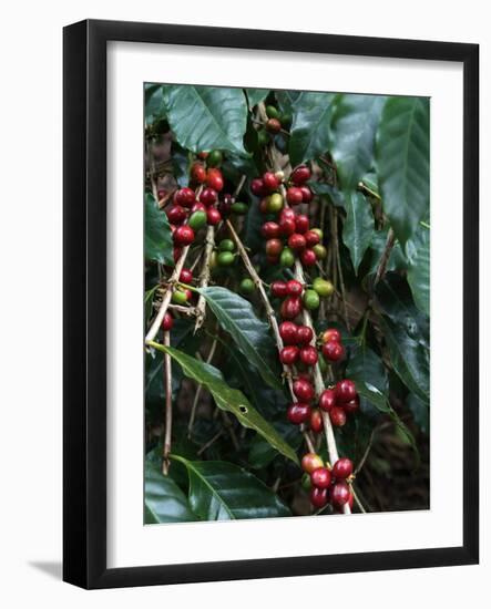 Blue Mountain Coffee Beans, Lime Tree Coffee Plantation, Blue Mountains, Jamaica, West Indies-Ethel Davies-Framed Photographic Print