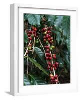 Blue Mountain Coffee Beans, Lime Tree Coffee Plantation, Blue Mountains, Jamaica, West Indies-Ethel Davies-Framed Photographic Print