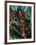 Blue Mountain Coffee Beans, Lime Tree Coffee Plantation, Blue Mountains, Jamaica, West Indies-Ethel Davies-Framed Photographic Print