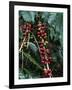 Blue Mountain Coffee Beans, Lime Tree Coffee Plantation, Blue Mountains, Jamaica, West Indies-Ethel Davies-Framed Photographic Print