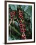 Blue Mountain Coffee Beans, Lime Tree Coffee Plantation, Blue Mountains, Jamaica, West Indies-Ethel Davies-Framed Photographic Print