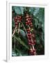 Blue Mountain Coffee Beans, Lime Tree Coffee Plantation, Blue Mountains, Jamaica, West Indies-Ethel Davies-Framed Photographic Print