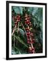 Blue Mountain Coffee Beans, Lime Tree Coffee Plantation, Blue Mountains, Jamaica, West Indies-Ethel Davies-Framed Photographic Print