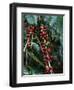 Blue Mountain Coffee Beans, Lime Tree Coffee Plantation, Blue Mountains, Jamaica, West Indies-Ethel Davies-Framed Premium Photographic Print