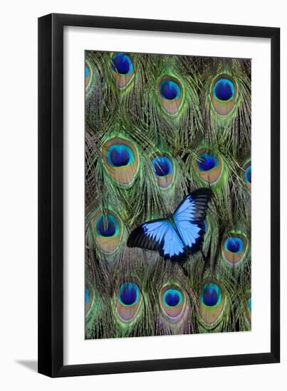 Blue Mountain Swallowtail Butterfly on Peacock Tail Feather Design-Darrell Gulin-Framed Photographic Print