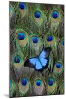 Blue Mountain Swallowtail Butterfly on Peacock Tail Feather Design-Darrell Gulin-Mounted Photographic Print