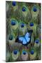 Blue Mountain Swallowtail Butterfly on Peacock Tail Feather Design-Darrell Gulin-Mounted Photographic Print