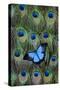 Blue Mountain Swallowtail Butterfly on Peacock Tail Feather Design-Darrell Gulin-Stretched Canvas