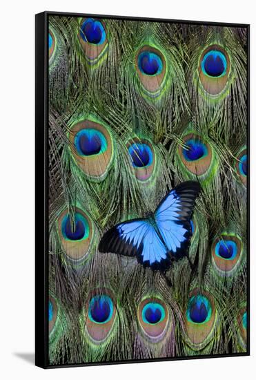 Blue Mountain Swallowtail Butterfly on Peacock Tail Feather Design-Darrell Gulin-Framed Stretched Canvas