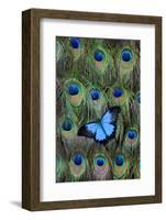 Blue Mountain Swallowtail Butterfly on Peacock Tail Feather Design-Darrell Gulin-Framed Photographic Print