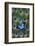 Blue Mountain Swallowtail Butterfly on Peacock Tail Feather Design-Darrell Gulin-Framed Photographic Print